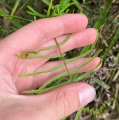 Gleichenia microphylla at Booderee National Park - 15 Dec 2023