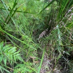 Gleichenia microphylla at Booderee National Park - 15 Dec 2023