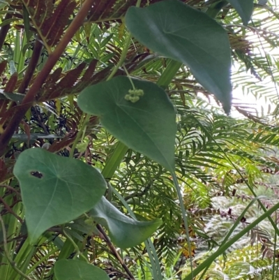 Stephania japonica (Stephania, Tape Vine, Snake Vine) at Booderee National Park - 15 Dec 2023 by Tapirlord