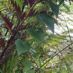 Stephania japonica at Booderee National Park1 - 15 Dec 2023