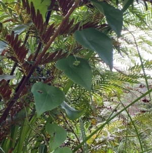 Stephania japonica at Booderee National Park1 - 15 Dec 2023 06:15 PM