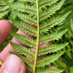 Cyathea cooperi at Booderee National Park - 15 Dec 2023