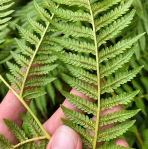 Cyathea cooperi at Booderee National Park - 15 Dec 2023