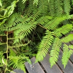 Cyathea cooperi at Booderee National Park - suppressed