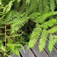 Cyathea cooperi at Booderee National Park - 15 Dec 2023