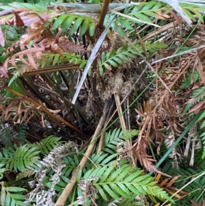 Cyathea cooperi at Booderee National Park - suppressed