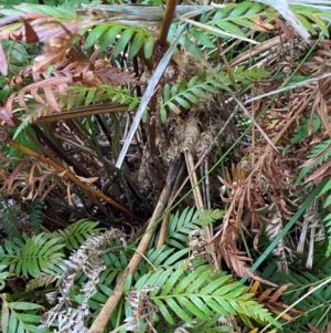 Cyathea cooperi at Booderee National Park - 15 Dec 2023