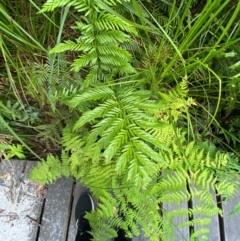 Todea barbara (King Fern) at Jervis Bay, JBT - 15 Dec 2023 by Tapirlord