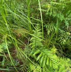 Todea barbara at Booderee National Park1 - suppressed