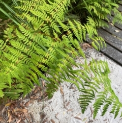 Histiopteris incisa (Bat's-Wing Fern) at Jervis Bay, JBT - 15 Dec 2023 by Tapirlord