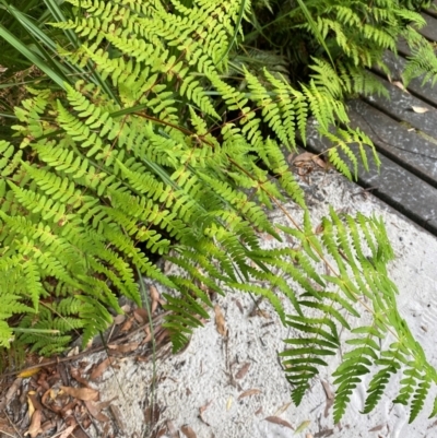 Histiopteris incisa (Bat's-Wing Fern) at Jervis Bay, JBT - 15 Dec 2023 by Tapirlord