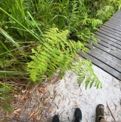 Histiopteris incisa at Booderee National Park - 15 Dec 2023