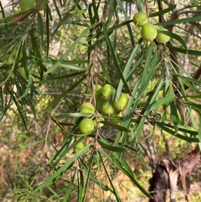 Persoonia linearis (Narrow-leaved Geebung) at Jervis Bay, JBT - 15 Dec 2023 by Tapirlord