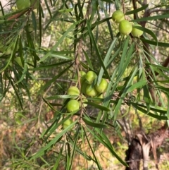 Persoonia linearis (Narrow-leaved Geebung) at Booderee National Park - 15 Dec 2023 by Tapirlord