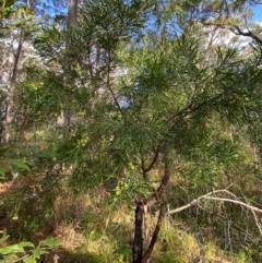 Persoonia linearis at Booderee National Park - suppressed