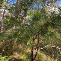 Persoonia linearis at Booderee National Park - 15 Dec 2023