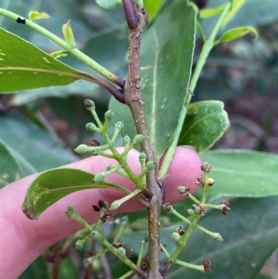 Notelaea longifolia (Long-Leaved Mock Olive) at Jervis Bay, JBT - 15 Dec 2023 by Tapirlord