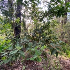 Notelaea longifolia at Booderee National Park1 - 15 Dec 2023