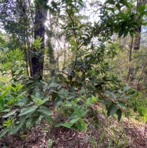 Notelaea longifolia at Booderee National Park1 - 15 Dec 2023