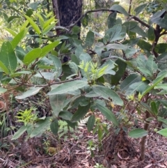 Notelaea longifolia at Booderee National Park1 - 15 Dec 2023