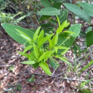 Notelaea longifolia at Booderee National Park1 - 15 Dec 2023