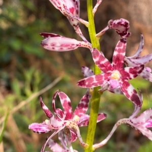 Dipodium variegatum at Booderee National Park - 15 Dec 2023