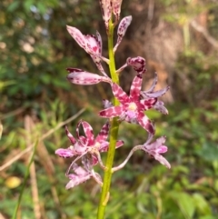 Dipodium variegatum at Booderee National Park - 15 Dec 2023