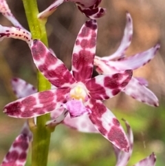 Dipodium variegatum at Booderee National Park - 15 Dec 2023