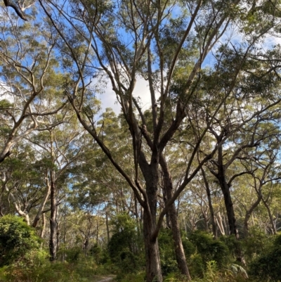Eucalyptus pilularis (Blackbutt) at Jervis Bay, JBT - 15 Dec 2023 by Tapirlord