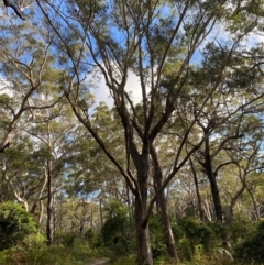 Eucalyptus pilularis (Blackbutt) at Booderee National Park - 15 Dec 2023 by Tapirlord