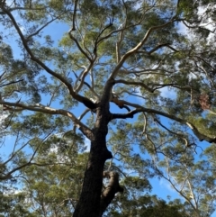 Eucalyptus pilularis at Booderee National Park - 15 Dec 2023