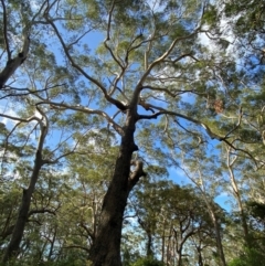 Eucalyptus pilularis at Booderee National Park - 15 Dec 2023 06:10 PM