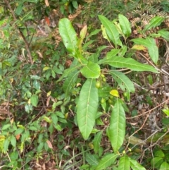 Elaeocarpus reticulatus (Blueberry Ash, Fairy Petticoats) at Jervis Bay, JBT - 15 Dec 2023 by Tapirlord