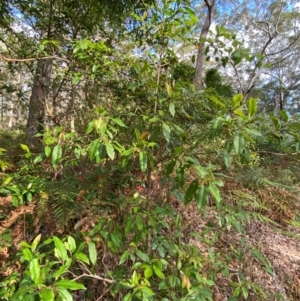 Elaeocarpus reticulatus at Booderee National Park1 - 15 Dec 2023