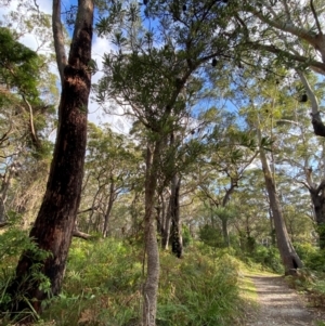 Banksia serrata at Booderee National Park1 - 15 Dec 2023 06:09 PM