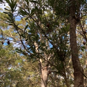 Banksia serrata at Booderee National Park1 - 15 Dec 2023
