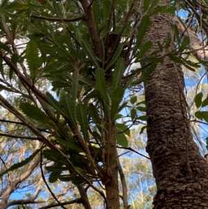 Banksia serrata at Booderee National Park1 - 15 Dec 2023 06:09 PM