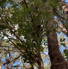 Banksia serrata at Booderee National Park1 - 15 Dec 2023