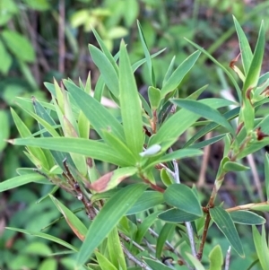 Leucopogon affinis at Booderee National Park1 - 15 Dec 2023