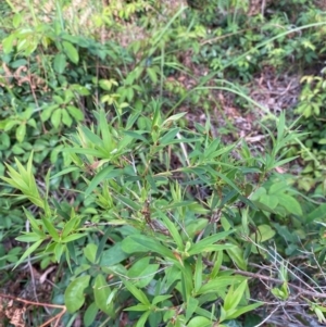 Leucopogon affinis at Booderee National Park1 - 15 Dec 2023