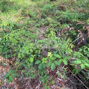 Leucopogon affinis at Booderee National Park1 - 15 Dec 2023