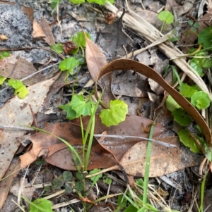 Viola banksii at Booderee National Park - 15 Dec 2023