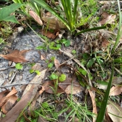 Viola banksii at Booderee National Park - 15 Dec 2023