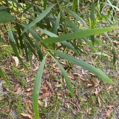 Acacia longifolia subsp. longifolia (Sydney Golden Wattle) at Jervis Bay, JBT - 15 Dec 2023 by Tapirlord