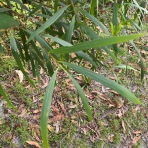 Acacia longifolia subsp. longifolia at Booderee National Park - 15 Dec 2023