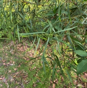 Acacia longifolia subsp. longifolia at Booderee National Park - 15 Dec 2023