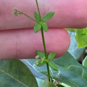 Galium leiocarpum at Booderee National Park1 - 15 Dec 2023 06:08 PM