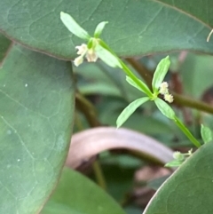 Galium leiocarpum at Booderee National Park1 - 15 Dec 2023 06:08 PM