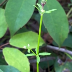 Galium leiocarpum at Booderee National Park1 - 15 Dec 2023