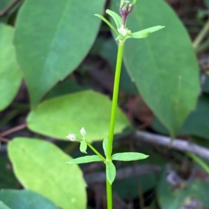 Galium leiocarpum at Booderee National Park1 - 15 Dec 2023 06:08 PM